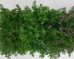 Bild von Beet- & Balkonpflanzen